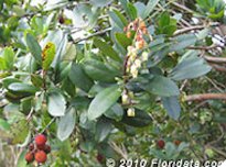 Credit: © 2010 Floridata.com Strawberry Tree