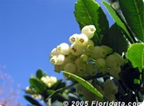 Credit: © 2005 Floridata.com Strawberry tree flowers