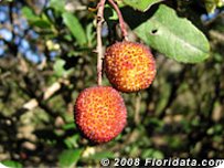 Credit: © 2008 Floridata.com Strawberry tree's strawberry-like fruits