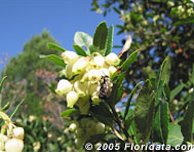 Credit: © 2005 Floridata.com Strawberry tree flowers