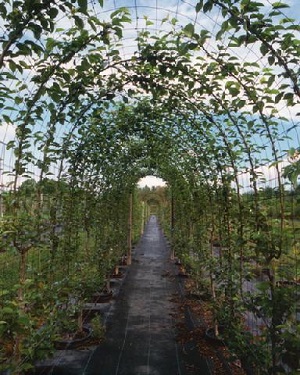 Credit: Peter A Thevenot, River Road Farms Tunnel Design