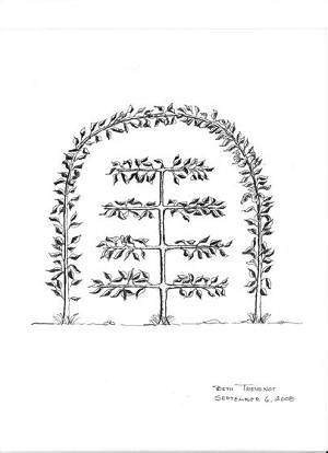 Illustration by Beth Thevenot Arch Cordon