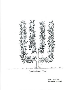 Illustration by Beth Thevenot Candelabra 2 Tier