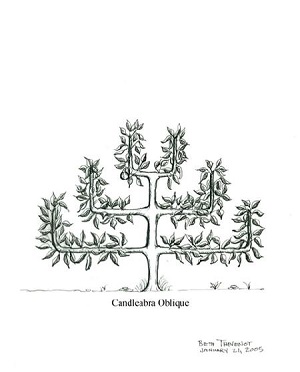 Illustration by Beth Thevenot Candelabra Oblique