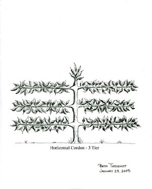 Illustration by Beth Thevenot Horizontal Cordon 3 Tier