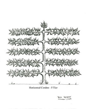 Illustration by Beth Thevenot Horizontal Cordon 5 Tier