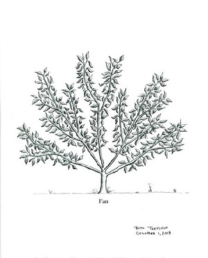 Illustration by Beth Thevenot Fan