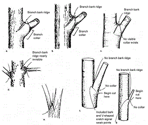 Credit: Edward F. Gilman, Professor, Environmental Hort. Dept., UF/IFAS Branch Union Examples
