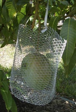 Credit: Ed Lin, Suncoast Tropical Fruit and Vegetables Club Mango inside cage