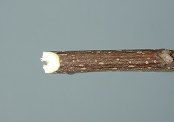 Credit: Julian W. Sauls, Aggie Horticulture®, Texas A&M AgriLife Extension The back or chisel cut