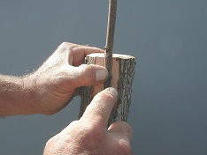 Credit: Julian W. Sauls, Aggie Horticulture®, Texas A&M AgriLife Extension Beginning the right inlay cut