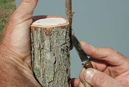 Credit: Julian W. Sauls, Aggie Horticulture®, Texas A&M AgriLife Extension Making the left inlay cut