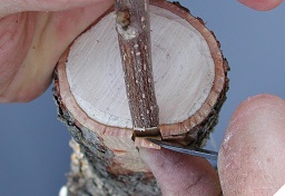 Credit: Julian W. Sauls, Aggie Horticulture®, Texas A&M AgriLife Extension Opening the inlay for graft insertion