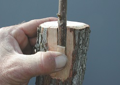 Credit: Julian W. Sauls, Aggie Horticulture®, Texas A&M AgriLife Extension Inlay graft properly positioned