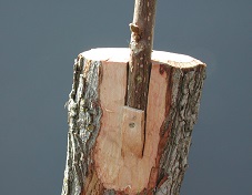 Credit: Julian W. Sauls, Aggie Horticulture®, Texas A&M AgriLife Extension Inlay graft properly positioned