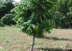 Credit: Julian W. Sauls, Aggie Horticulture®, Texas A&M AgriLife Extension Seedling pecan tree to be grafted