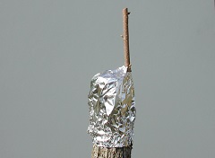 Credit: Julian W. Sauls, Aggie Horticulture®, Texas A&M AgriLife Extension Foil wrapping completed