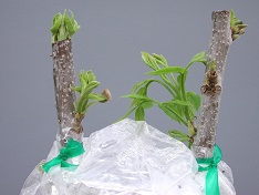 Credit: Julian W. Sauls, Aggie Horticulture®, Texas A&M AgriLife Extension Initial growth of the scion buds
