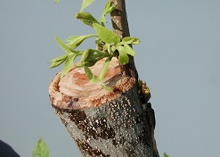 Credit: Julian W. Sauls, Aggie Horticulture®, Texas A&M AgriLife Extension Note the callus formation on the cut stock