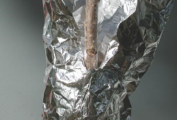 Credit: Julian W. Sauls, Aggie Horticulture®, Texas A&M AgriLife Extension Aluminum foil in position