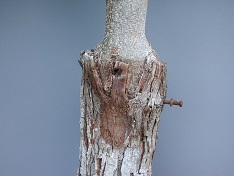 Credit: Julian W. Sauls, Aggie Horticulture®, Texas A&M AgriLife Extension Partially healed inlay graft