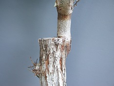 Credit: Julian W. Sauls, Aggie Horticulture®, Texas A&M AgriLife Extension Side view of partially healed inlay graft