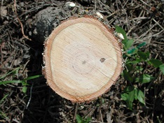 Credit: Julian W. Sauls, Aggie Horticulture®, Texas A&M AgriLife Extension Top view of stock showing flat side at left
