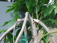 Credit: Julian W. Sauls, Aggie Horticulture®, Texas A&M AgriLife Extension Wind damage to a young inlay graft