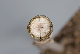 Credit: Julian W. Sauls, Aggie Horticulture®, Texas A&M AgriLife Extension Stock marked for the vertical cuts