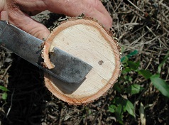 Credit: Julian W. Sauls, Aggie Horticulture®, Texas A&M AgriLife Extension Trimming the stock cut