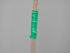 Credit: Julian W. Sauls, Aggie Horticulture®, Texas A&M AgriLife Extension Securely taped graft