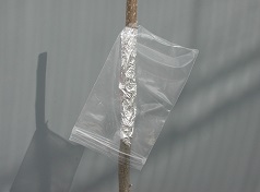 Credit: Julian W. Sauls, Aggie Horticulture®, Texas A&M AgriLife Extension Bag positioned over graft