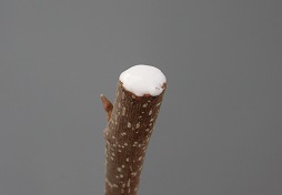 Credit: Julian W. Sauls, Aggie Horticulture®, Texas A&M AgriLife Extension Scion end covered with glue