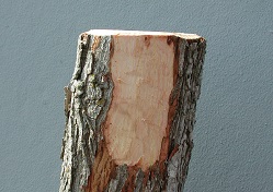 Credit: Julian W. Sauls, Aggie Horticulture®, Texas A&M AgriLife Extension Rough bark pared down for grafting