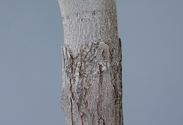 Credit: Julian W. Sauls, Aggie Horticulture®, Texas A&M AgriLife Extension Completely healed graft