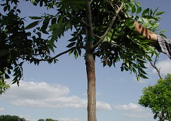 Credit: Julian W. Sauls, Aggie Horticulture®, Texas A&M AgriLife Extension Seedling pecan tree
