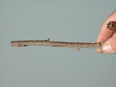 Credit: Julian W. Sauls, Aggie Horticulture®, Texas A&M AgriLife Extension Typical pecan graft stick