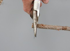 Credit: Julian W. Sauls, Aggie Horticulture®, Texas A&M AgriLife Extension Cut off the base of the graft stick