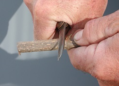 Credit: Julian W. Sauls, Aggie Horticulture®, Texas A&M AgriLife Extension Beginning the long cut on the graft stick
