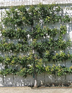 Credit: KVDP, wikipedia.org A picture of the espaliered horizontal espalier fruit tree form