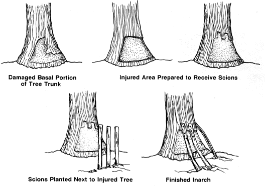 Credit: North Carolina State University Extension Inarch Graft