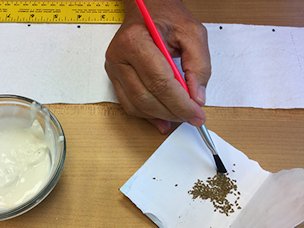 Credit: Gardening Solutions, UF/iFAS Using the paint brush to place seeds on the toilet paper.