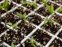 Credit: UF/IFAS For some crops it is simpler to begin with transplanted seedlings than to sow seed directly into the garden.