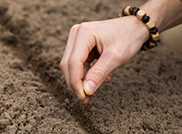 Credit: UF/IFAS Furrows can help you sow seeds in a straight line and at a uniform depth.