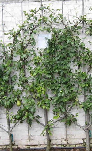 Credit: KVDP, wikipedia.org Special Cordon Fruit Tree