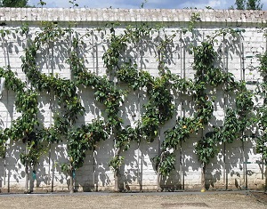 Credit: KVDP, wikipedia.org Espaliered S-Shape Fruit Tree