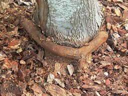 Credit: Edward F. Gilman, Professor, Environmental Hort. Dept., UF/IFAS This shows a stem girdling root growing in mulch placed on the trunk at planting.
