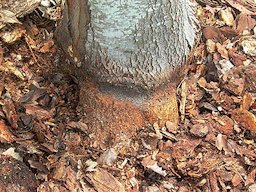 Credit: Edward F. Gilman, Professor, Environmental Hort. Dept., UF/IFAS After removing the stem girdling root, the root system and trunk below this point can expand normally.