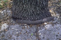 Credit: Edward F. Gilman, Professor, Environmental Hort. Dept., UF/IFAS This stem girdling root was visible at the surface without removing soil or mulch.