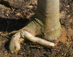 Credit: Edward F. Gilman, Professor, Environmental Hort. Dept., UF/IFAS Root pruning trees